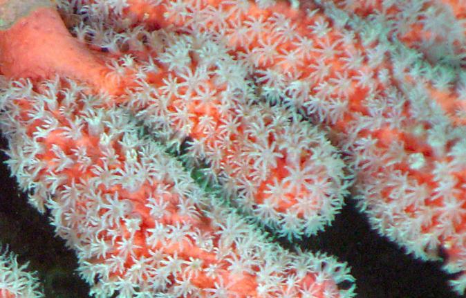 Polipi di corallo di classe