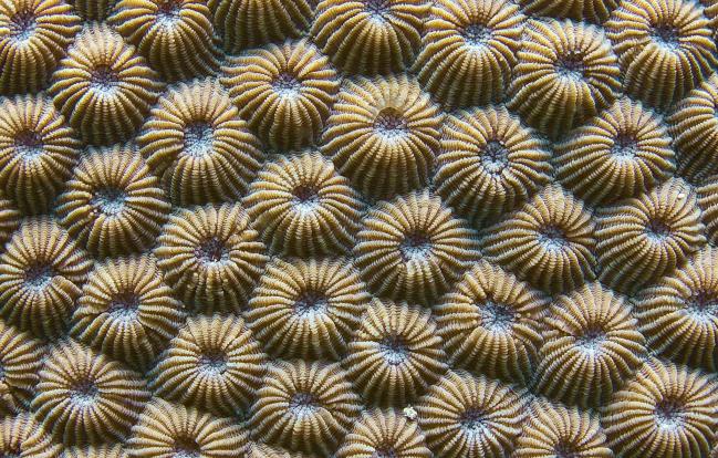 Колониални коралови полипи