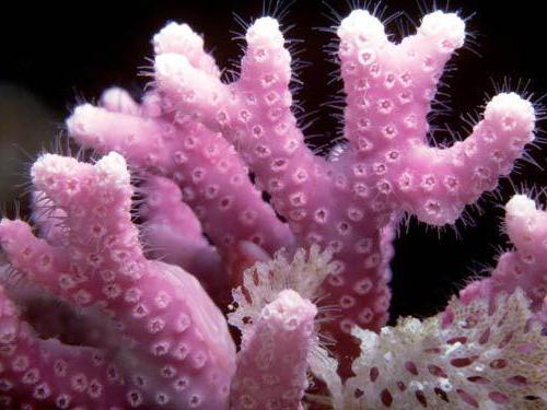 vlastnosti korálových kamenů