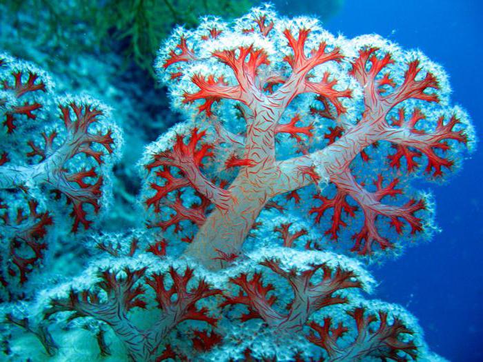 svojstva fotografije od kamenih koralja