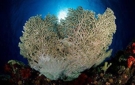 lastnosti in vrednost fotografij iz koralnih kamnov