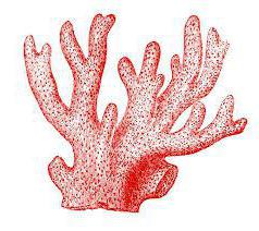 коралови свойства камък зодия