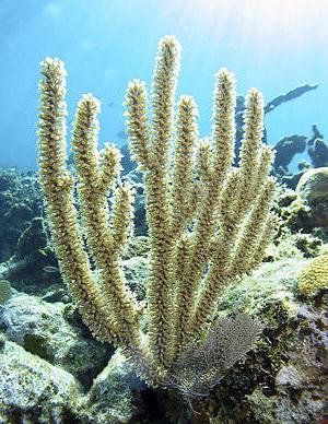 коралови камъни магически свойства зодия