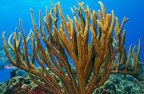 vlastnosti korálových kamenů pro každého