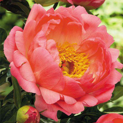 Peony coral sunset reviews