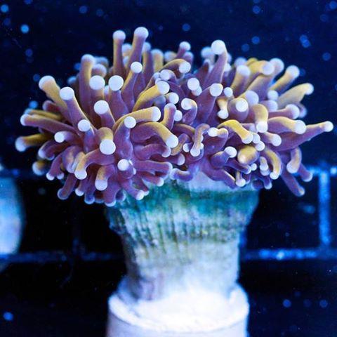 co dać ślubowi z koralem