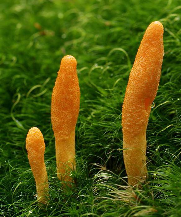 Tiens kapsle s Cordyceps mycelium