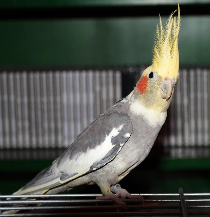 Corella parrot fotografija
