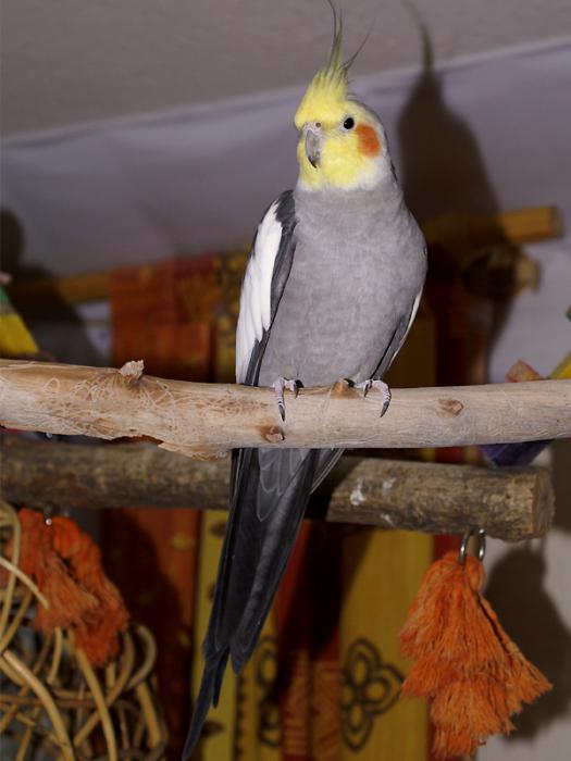 Corella papoušek doma