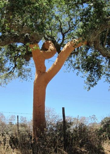 Амурско корково дърво