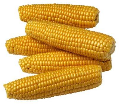 kukuřice pro děti