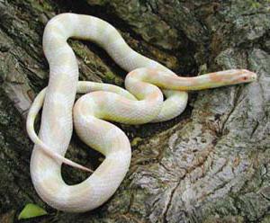 serpente di mais albino