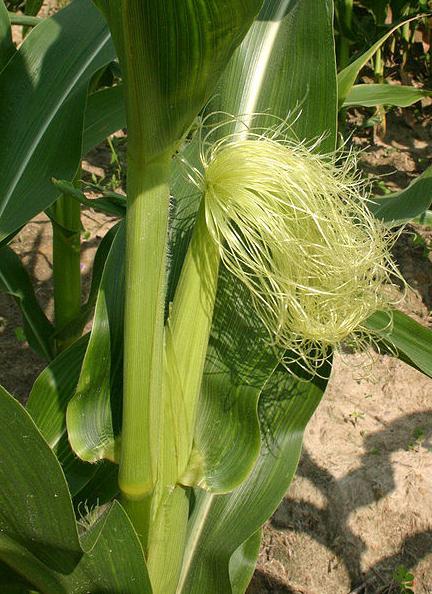 nanošenje kukuruzne svile
