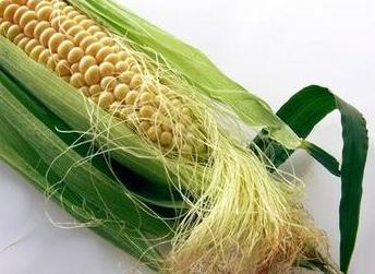 примена кукурузних стигми