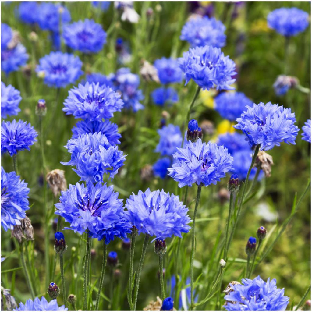 Chaber niebieskie kwiaty