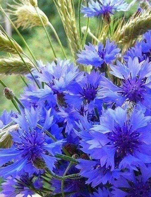 Plava fotografija plavog cvijeta