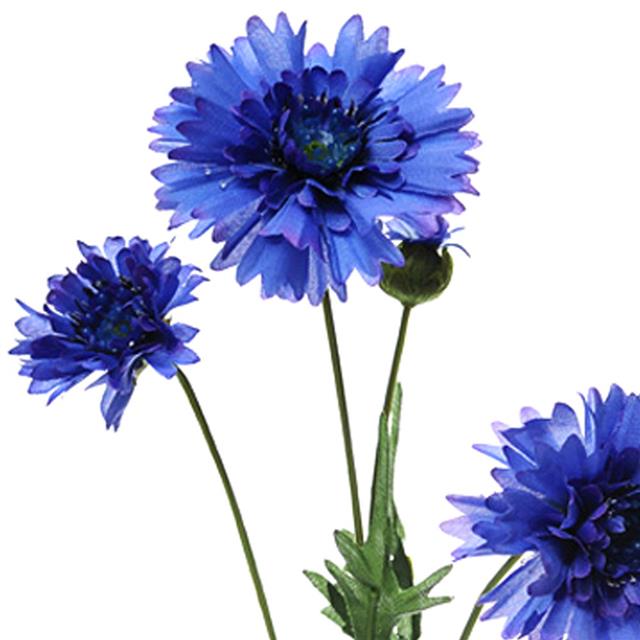 Chlupatý modrý květ