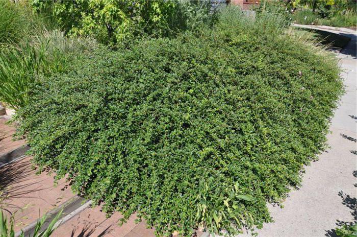 cotoneaster orizzontale