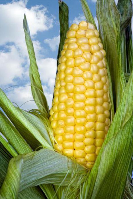 quante calorie sulla pannocchia di mais
