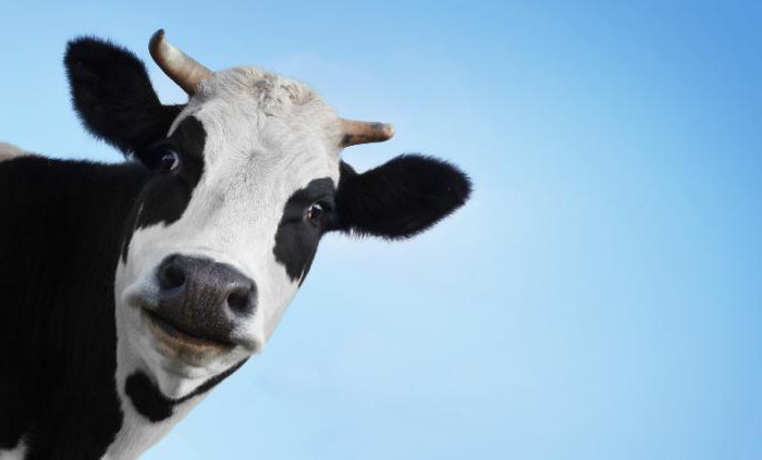 chemické složení kravského mléka