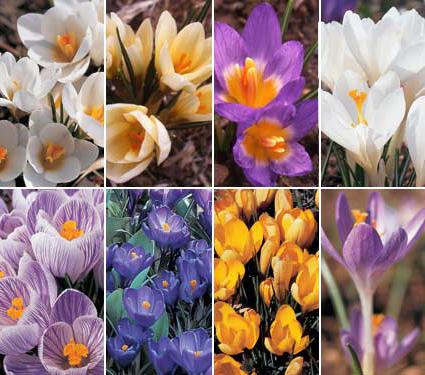 Фотографије из цвијећа из Цроцуса