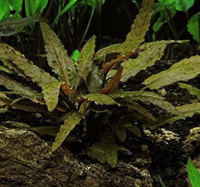 Cryptocoryne wendt red