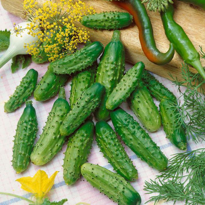 Cucumber odrůda pařížská okurka popis