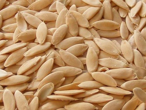 semi di cetriolo fenice