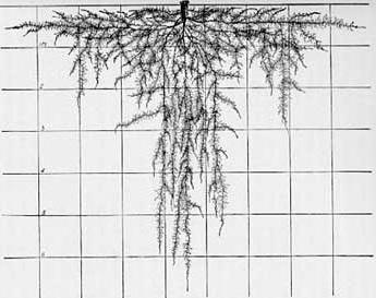 globina koreninskega sistema kumar