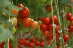 rajčica - raste u stakleniku