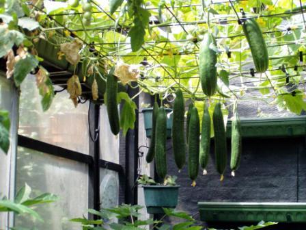 vysazování okurky ve skleníku