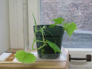 in crescita i cetrioli sul davanzale della finestra in inverno