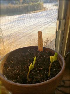 краставици на перваза на прозореца, които растат през зимата в стаята