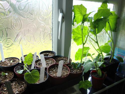 как да растат краставици през зимата на перваза на прозореца