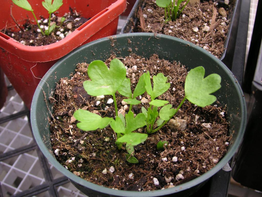 celer se kultivoval kultivací a péči na otevřeném místě