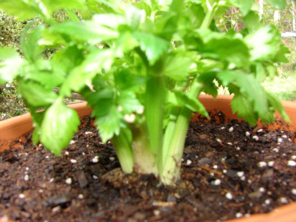 rostoucí rostliny celeru