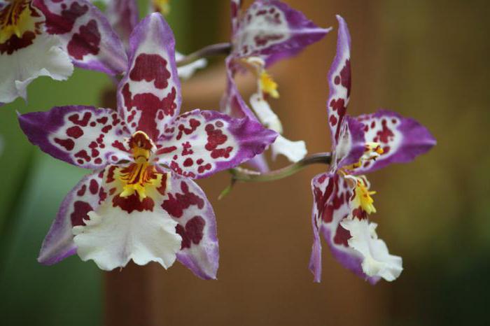 orchidea Kumbria