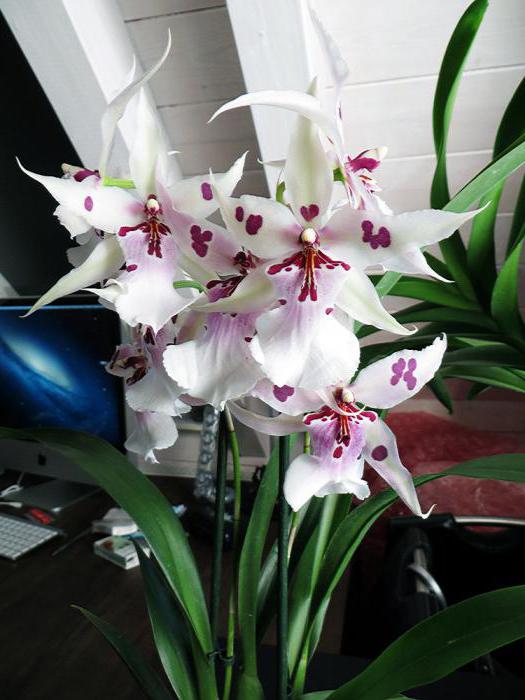Orchid Cambria fotografie