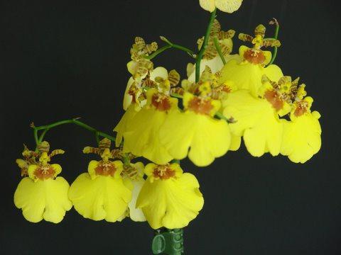 allevamento di orchidee di orchidee