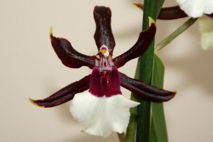 Fotografija orhideje Cambria