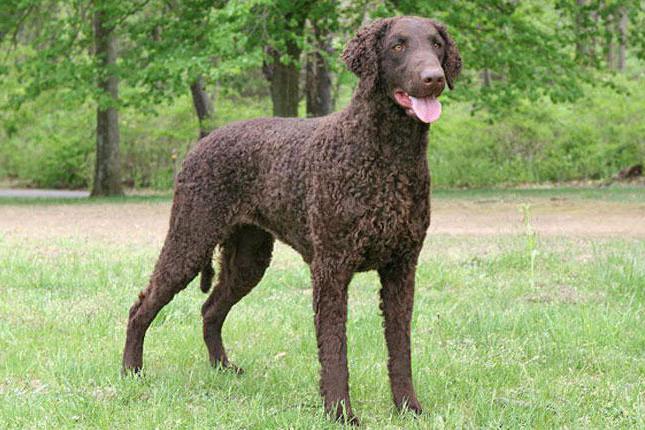 Curly Coated Retriever Breed Opis