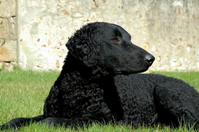 Curly Coated Retriever Curley