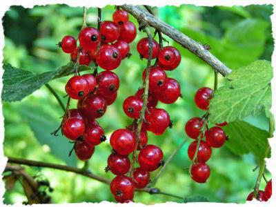 листа от червено френско грозде лечебни свойства и противопоказания