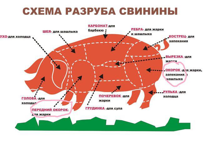 Схема за рязане на свински труп