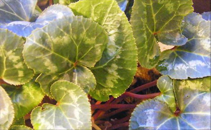 Cyclamen žluté listy během kvetení