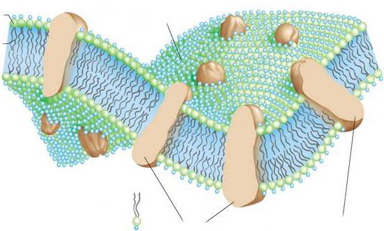 citoplazmatske membrane