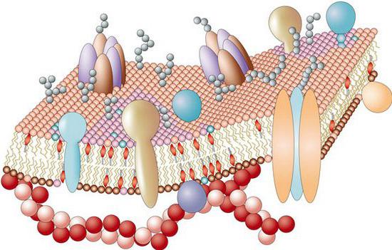 strukturo citoplazmatske membrane