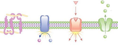 vnější cytoplazmatická membrána