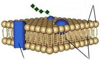 celična citoplazmatska membrana