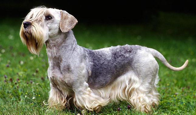 bohemian terrier